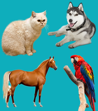 best Pet Relocation company in lahore